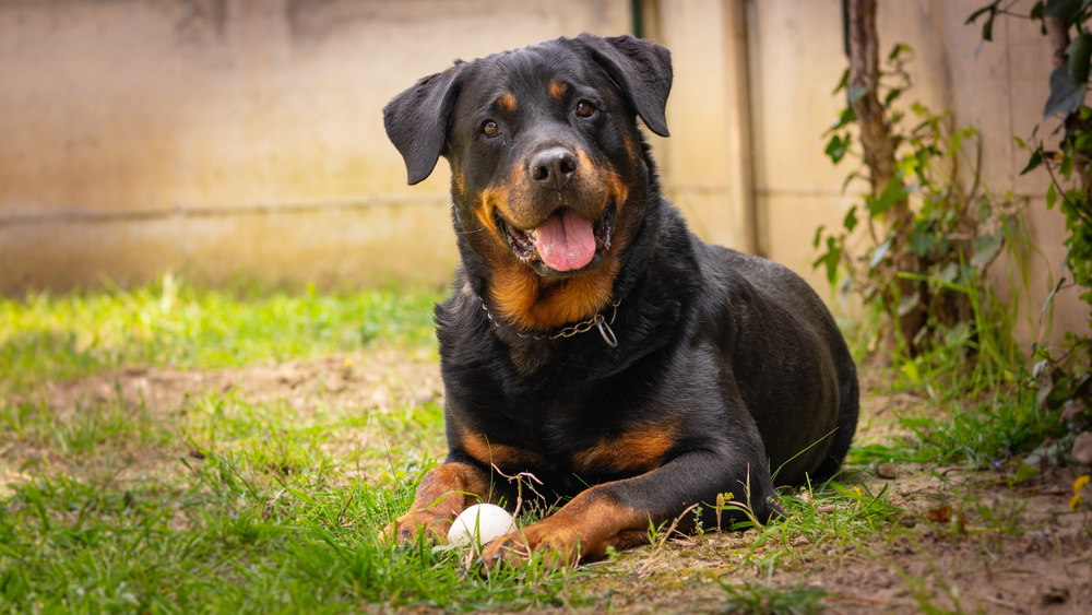 Rottweiler werkhond portret