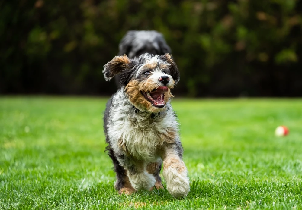 Bernedoodle