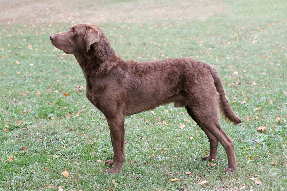 Chesapeake Bay Retriever