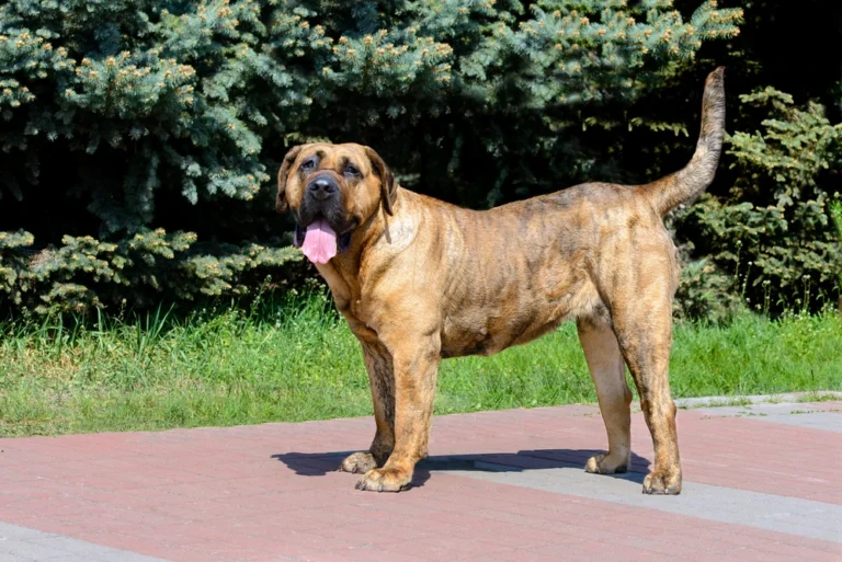 Dogo Canario