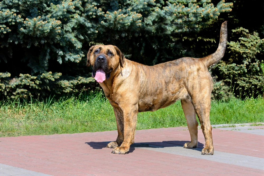 Dogo Canario