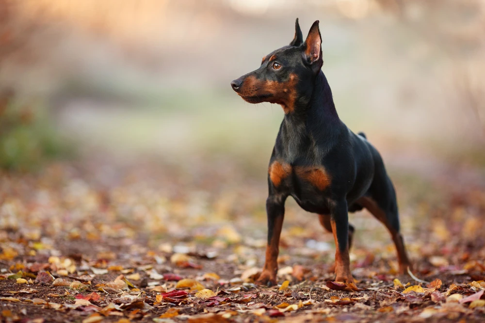 Dwergpinscher