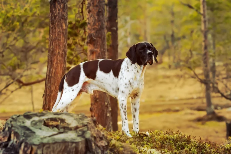 Engelse Pointer