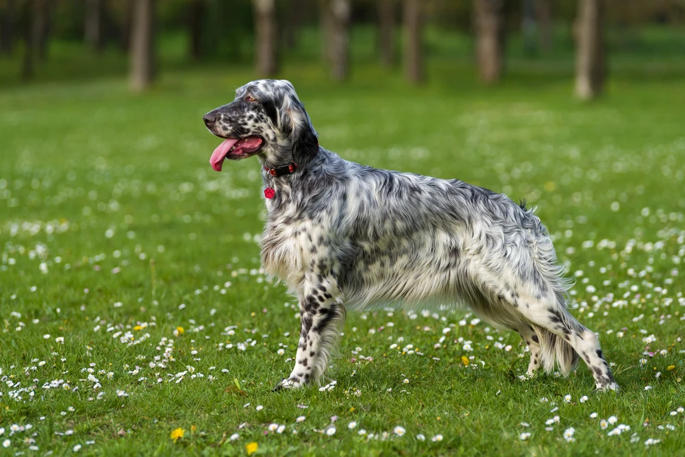 Engelse Setter