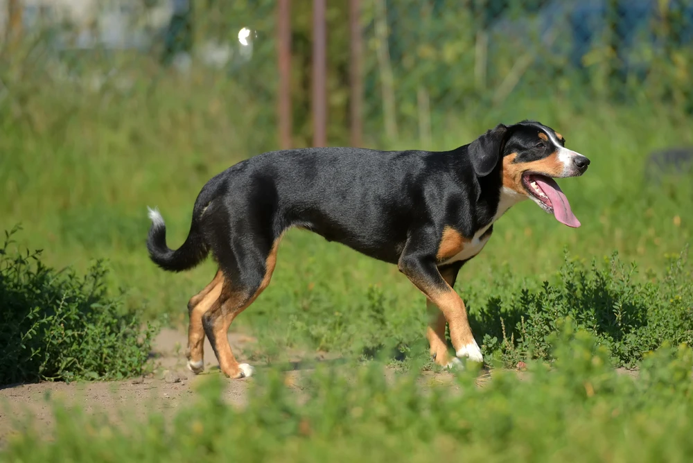 Entlebucher Sennenhond