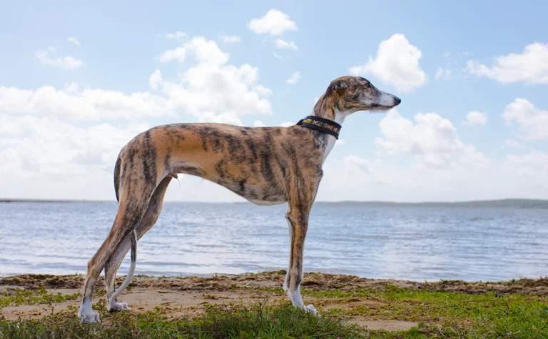 Galgo