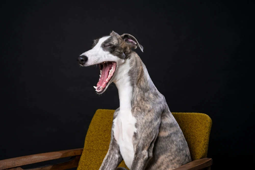 Greyhound (Engelse Windhond)