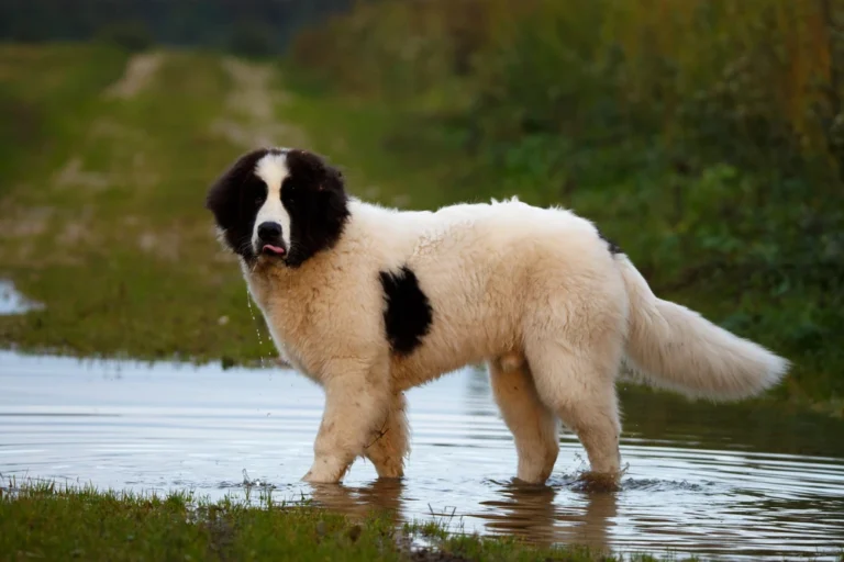 Landseer