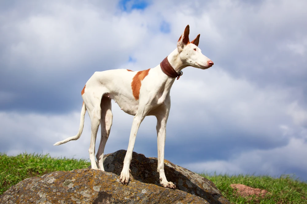 Podenco