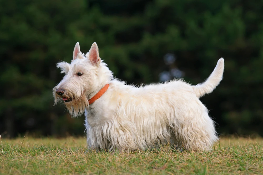 Schotse Terriër (Scottie)