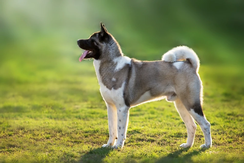 amerikaanse Akita