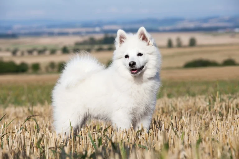 kleine keeshond