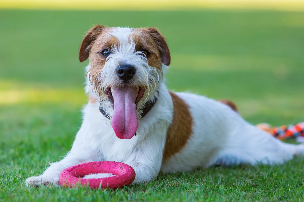 parson russell terrier