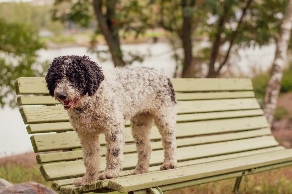 spaanse waterhond